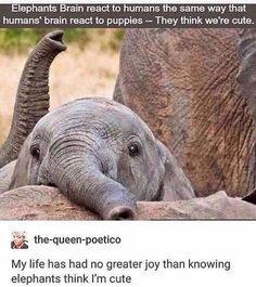 an elephant laying down with its trunk on top of another elephant's head and caption that reads elephants brain react to humans the same way they are cuter