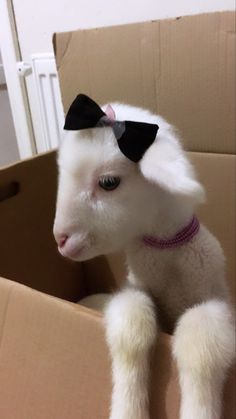 a white goat with a black bow sitting in a cardboard box