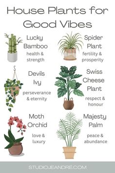 house plants for good vibes