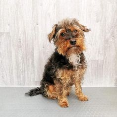 a small brown and black dog sitting on top of a table