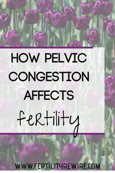 purple flowers with the words how pelvicc congestion affects fertity