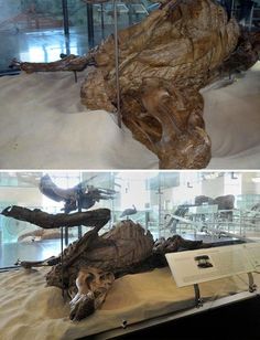 two different views of an animal skeleton in a museum