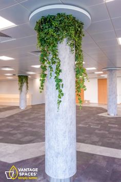 the plant is growing on the pillar in the building