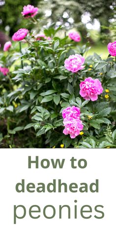 pink flowers with the words how to deadhead peonies on it in front of them