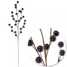 some black berries are in the middle of a white circle and one is on top of a branch