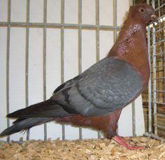 a pigeon in a cage with wood shavings