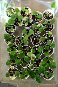 several small pots with plants in them on a clear tray, one is filled with dirt and the other has sprouts