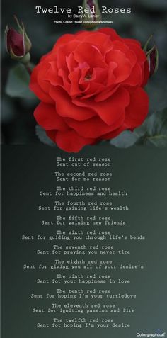 a red rose with the words twelve red roses