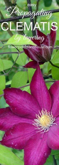 a purple flower with green leaves and the words, easy propagating clematis