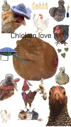 an image of chicken love collage