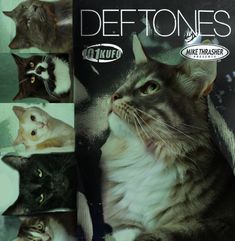 there are many different pictures of cats in front of the caption for deftones