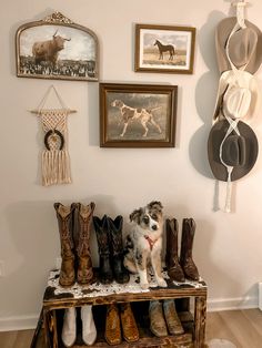 a dog sitting on top of a wooden bench in front of pictures and cowboy boots