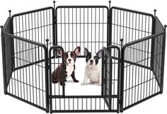 two small dogs are sitting in a dog pen