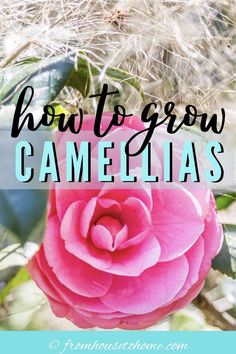 Camellia Care Guide (How to Grow Gorgeous Camellias In Your Garden)