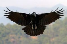 a black bird with its wings spread wide open in front of some trees and mountains