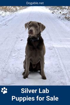 Silver Lab Puppies for Sale Silver Labrador Puppies, Charcoal Labrador, Silver Lab Puppies, Silver Labrador Retriever, Fox Red Lab, Silver Labrador, Rare Dogs, Rare Dog Breeds, Puppy Coats