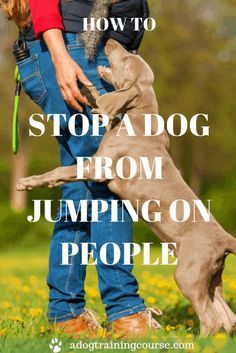 a woman holding a dog in her arms with the caption how to stop a dog from jumping on people