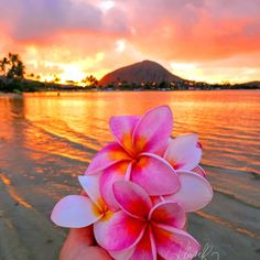 a person holding up a pink flower in front of the ocean at sunset or sunrise