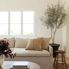 a living room filled with furniture and a potted plant on top of a coffee table