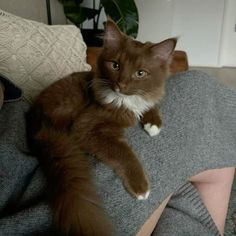 a brown and white cat sitting on top of a person's leg