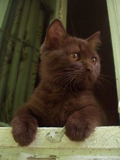 a brown cat with blue eyes sitting on top of a window sill looking at the camera