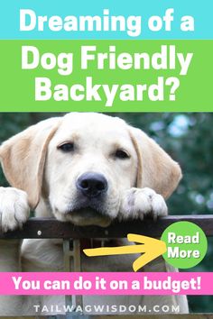 a dog leaning over a fence with the words dreaming of a dog friendly backyard? read more