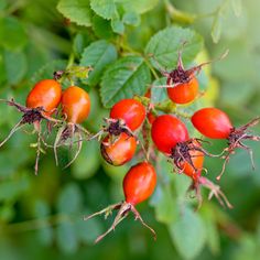 some red berries are hanging on the branch