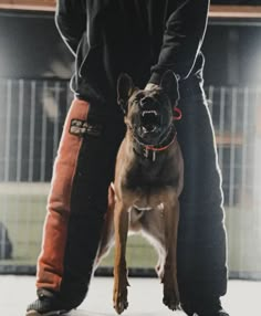 a man standing next to a brown and black dog