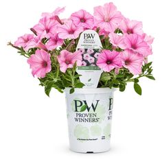 pink flowers are in a white bucket on a white background with the words pw