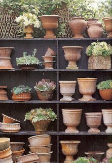 there are many potted plants on the shelves