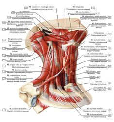 the muscles and their major structures are labeled in this diagram, with labels on each side