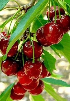 cherries hanging from a tree with green leaves