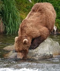 a large brown bear standing on top of a rock in the middle of a river