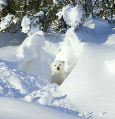 a woman is taking a selfie with her dog in the snow near some trees