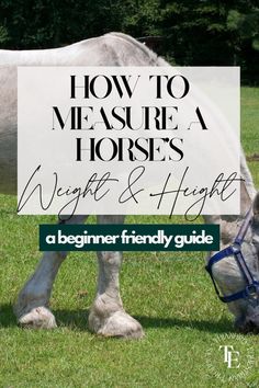 a white horse eating grass with the words how to measure a horse's weight and height