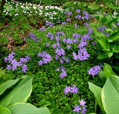 purple flowers are growing in the middle of some green plants and leaves on the ground