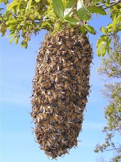 a bunch of bees are hanging from a tree in front of some trees and blue sky