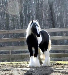 a black and white horse standing next to a wooden fence