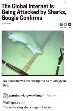 an article on the internet about shark attacks