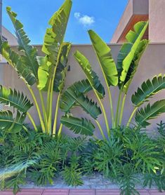 some very pretty green plants in front of a building