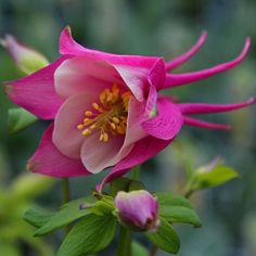 Aquilegia caerulea - Columbine - The Curious Gardener Vinca Minor, Purple Flowering Plants, Prince Of Orange, Columbine Flower, Colorful Cottage