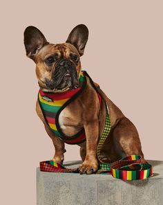 a small dog wearing a colorful harness sitting on top of a block of concrete with a leash around it's neck