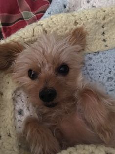 a small brown dog laying on top of a blanket