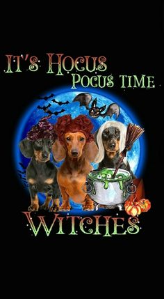 two dogs with witches on their heads and the words it's hocus pocus time