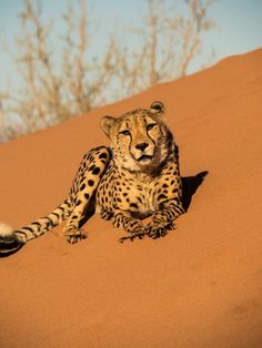 a cheetah sitting on top of a sandy hill