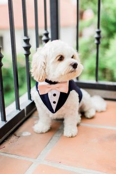 a small white dog wearing a tuxedo and bow tie sitting in front of a gate