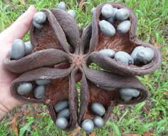 a person holding up a flower shaped object in their hand, with several seeds on it