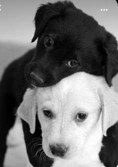 black and white photograph of two dogs hugging each other