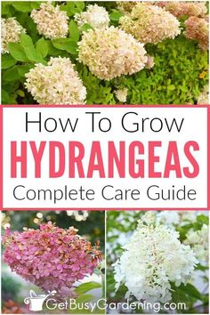 hydrangeas with text overlay how to grow hydrangeas complete care guide