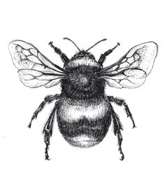 a black and white drawing of a bee